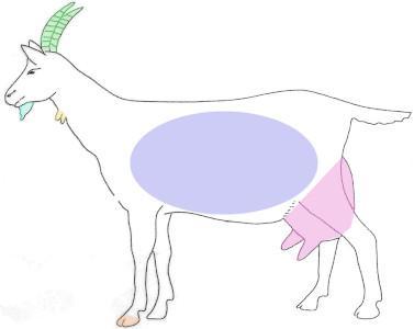 Anatomie de la chèvre
